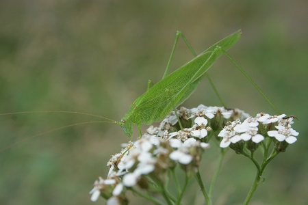 Sikkelsprinkhaan (Phaneroptera falcata)